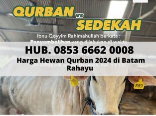 Hewan Qurban 2024 Terbaik di Batam Sapi Rahayu