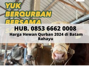 Hewan Qurban 2024 Kurban Kambing di Batam Sapi