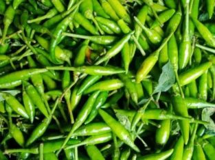 Jual Cabe Rawit Hijau