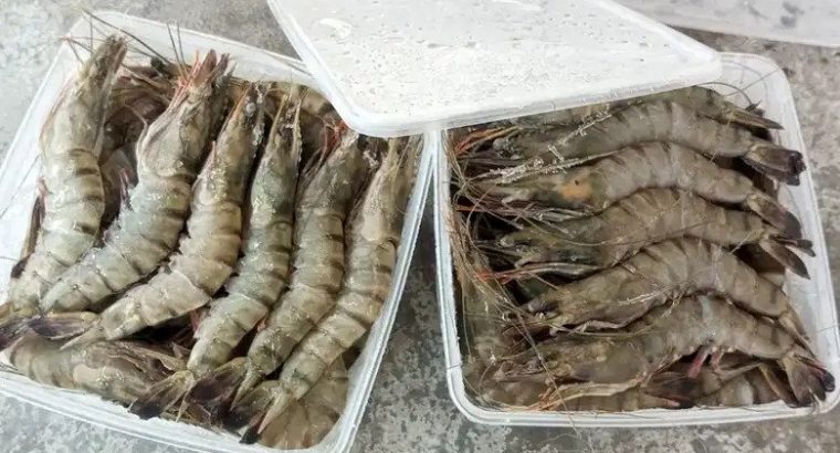 jual Udang pancet