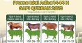 Hub. 0853 6662 0008, Jual Hewan Qurban 2024 di Bat