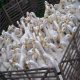 Jual bebek peking