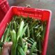 Jual Sayuran Okra