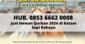 Hub. 0853 6662 0008, Jual Sapi Qurban 2024 di Bata