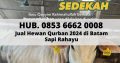 Hub. 0853 6662 0008, Jual Sapi Qurban 2024 di Bata