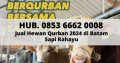 Hub. 0853 6662 0008, Jual Sapi Qurban 2024 di Bata