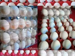 Jual Telur Ayam Kampung Arab
