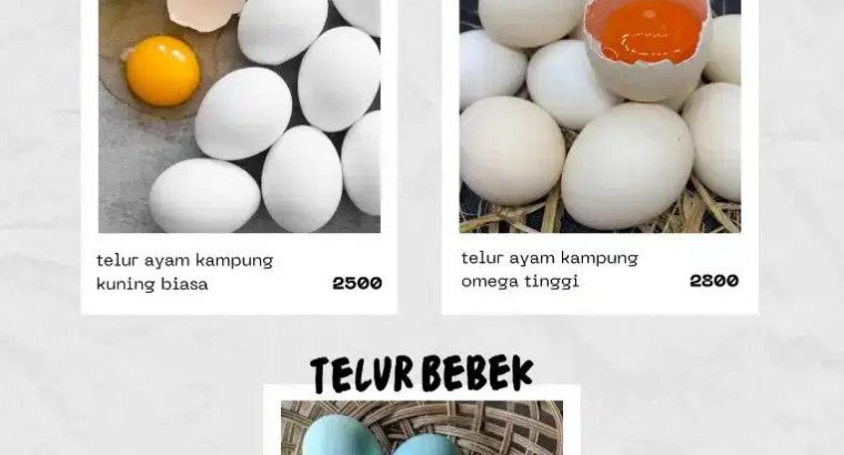 Jual Telur ayam kampung omega