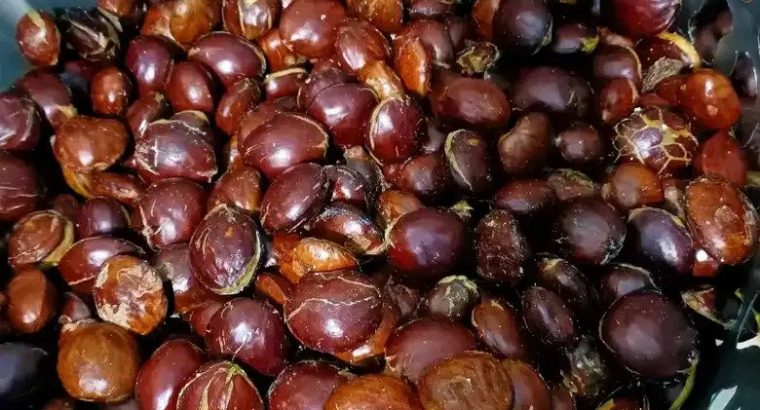 Jual Jengkol Jawa Tua