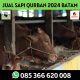 Hub. 0853 6662 0008, Jual Sapi di Batam Sapi Rahay