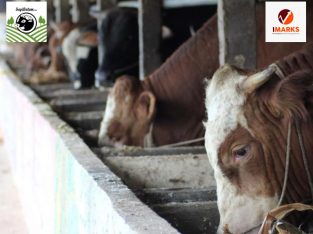 Jual Sapi Qurban 2024 Terpercaya di Batam Sapi Rah