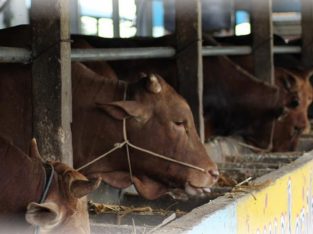 Harga Sapi Kambing Kurban Batam 2024 Sapi Rahayu