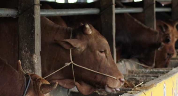 Harga Sapi Kambing Kurban Batam 2024 Sapi Rahayu