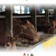 Harga Sapi Kambing Kurban Batam 2024 Sapi Rahayu