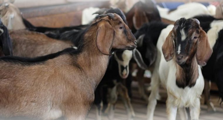 Harga Kurban Terdekat Kambing Sapi Batam Rahayu