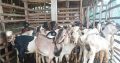 Harga Qurban 2024 SapiBatam.Rahayu