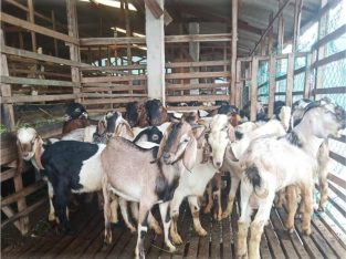 Harga Qurban 2024 SapiBatam.Rahayu