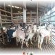 Harga Qurban 2024 SapiBatam.Rahayu