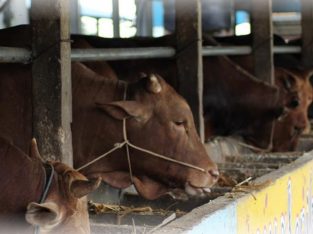 Jual Hewan Qurban 2025 Sapi Termurah di Batam