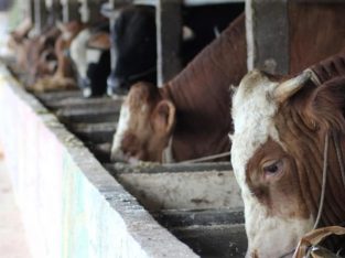 Harga Hewan Qurban 2025 Untuk Satu Keluarga Batam