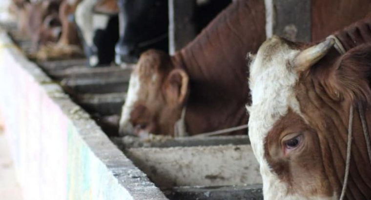 Harga Hewan Qurban 2025 Untuk Satu Keluarga Batam