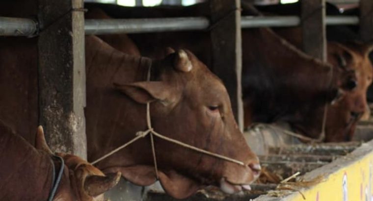 Harga Hewan Qurban 2025 Untuk Kurban di Batam