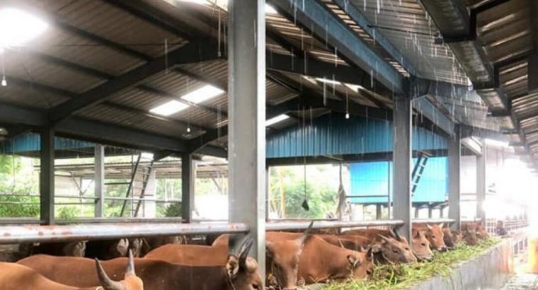 Pusat Penjualan Hewan Qurban Hari Raya 2025 Batam