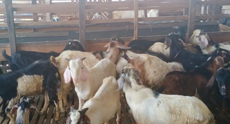 Pusat Peternakan Sapi Kambing Qurban Idul Adha