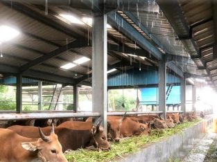 Pusat Peternakan Sapi Untuk Qurban Idul Adha 2025