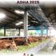 Pusat Peternakan Sapi Untuk Qurban Idul Adha 2025