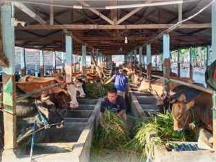 Pusat Peternakan Farm Hewan Qurban 2025 di Batam