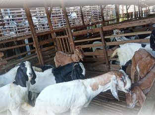 Pusat Peternakan Sapi Terbesar Qurban 2025 Batam