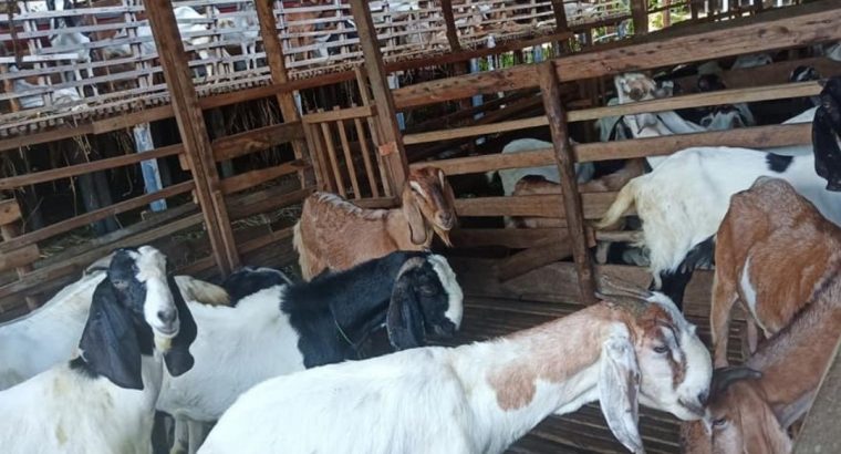 Pusat Peternakan Sapi Terbesar Qurban 2025 Batam