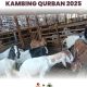 Pusat Peternakan Sapi Terbesar Qurban 2025 Batam