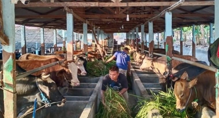 Pusat Jual Hewan Kambing Qurban 2025 di Batam