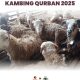 Pusat Jual Hewan Sapi Untuk Kurban Hari ini Batam