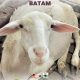 Pusat Jual Hewan Qurban 2025 di Batam Rahayu Sapi