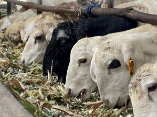 Rekomendasi Jual Hewan Qurban Sapi Kambing Domba