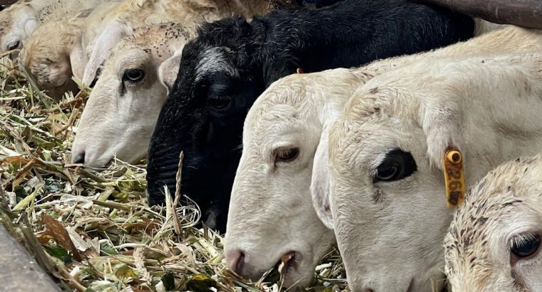 Pusat Jual Hewan Qurban 2025 di Batam Rahayu Sapi