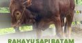 Sapi Batam Rahayu Jual Hewan Qurban Sapi Kambing