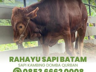 Sapi Batam Rahayu Jual Hewan Qurban Sapi Kambing