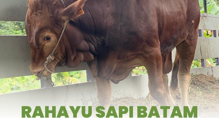 Sapi Batam Rahayu Jual Hewan Qurban Sapi Kambing