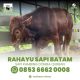 Sapi Batam Rahayu Jual Hewan Qurban Sapi Kambing