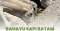 Sapi Batam Rahayu Jual Hewan Qurban Free Ongkir