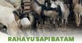 Rahayu Sapi Batam Spesialis Jual Hewan