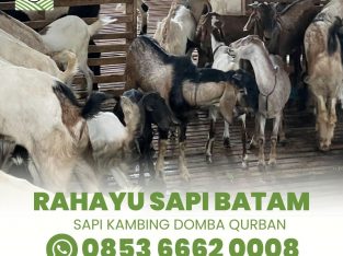 Rahayu Sapi Batam Spesialis Jual Hewan