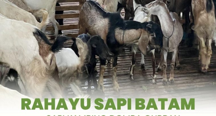 Rahayu Sapi Batam Spesialis Jual Hewan