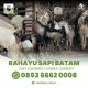 Rahayu Sapi Batam Spesialis Jual Hewan