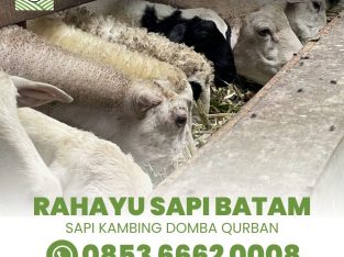 Sapi Batam Rahayu Jual Hewan Qurban Free Ongkir