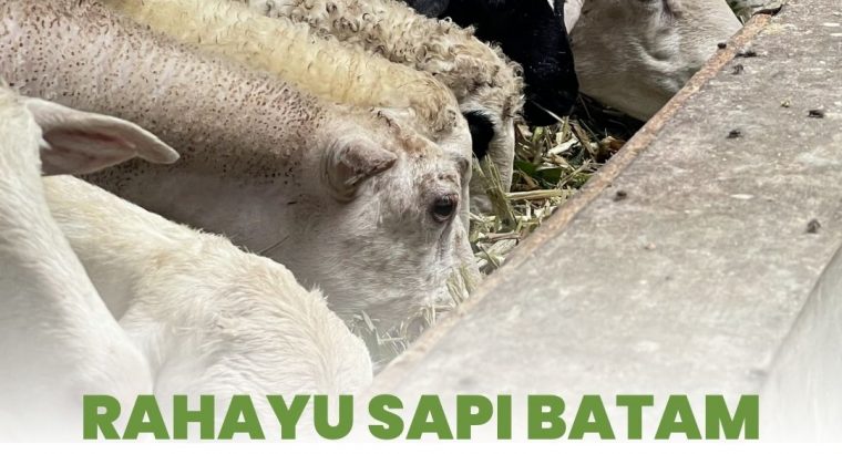 Sapi Batam Rahayu Jual Hewan Qurban Free Ongkir